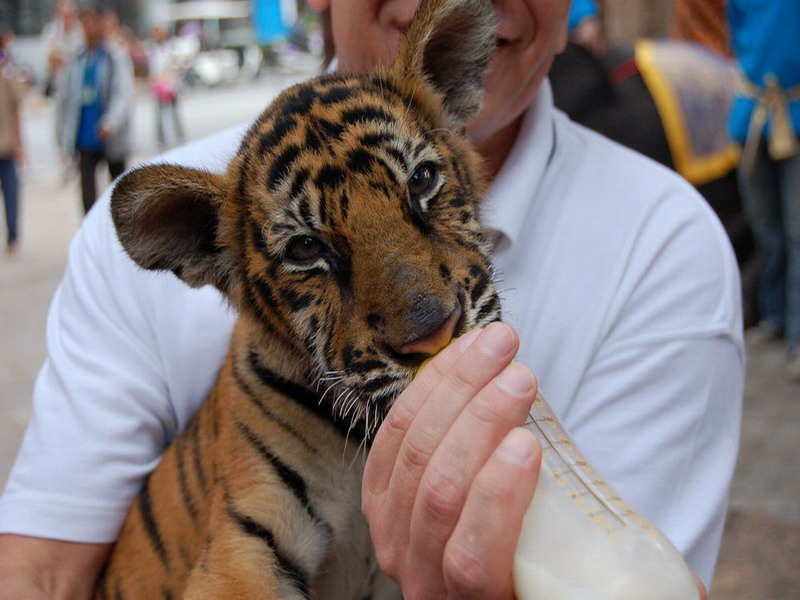 Thailand, Pattaya, Nong Nuch Thailand, Pattaya, Nong Nuch